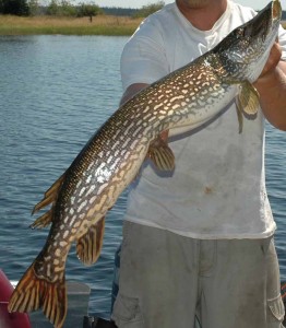 pike